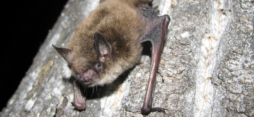 Little Brown Bat, photo courtesy of Cory Olson