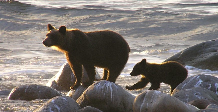 Bears
