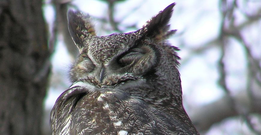 Great Horned Owl, Anne Elliott