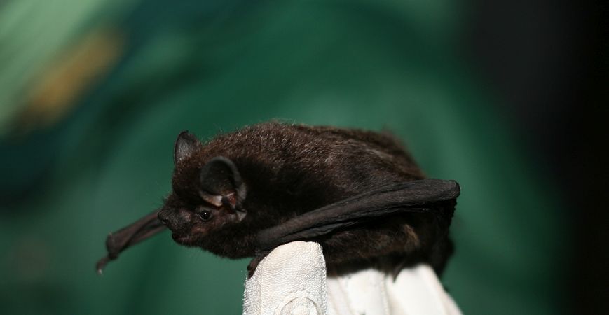 Little Brown Bat, Joanna Coleman