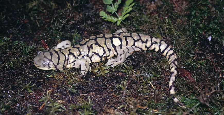 Tiger Salamander, Kris Kendell