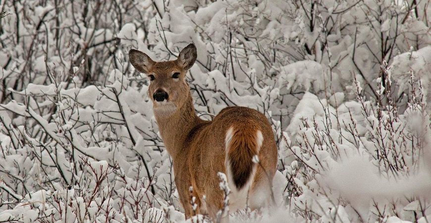 White-tailed Deer, Dave Breckon