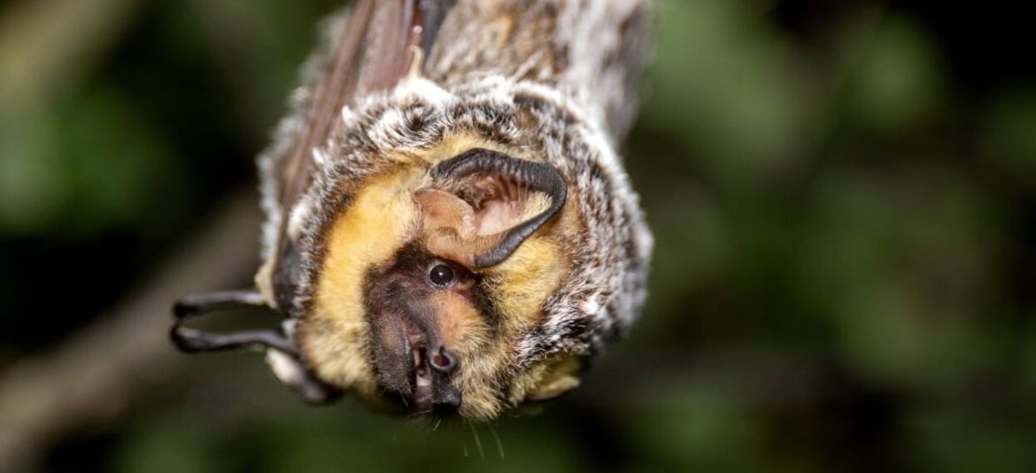 Bats of AlbertaFriends of Fish Creek Provincial Park Society