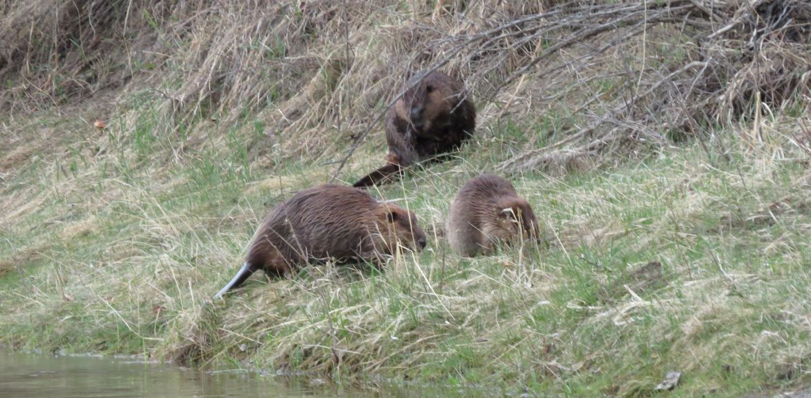 Beavers Rose Ratliffe