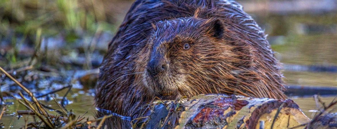 Beaver, Tony LePrieur