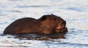 Beaver, Photo courtesy of Maddy Misfeldt