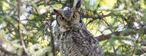Great Horned Owl - photo, David Mitchell