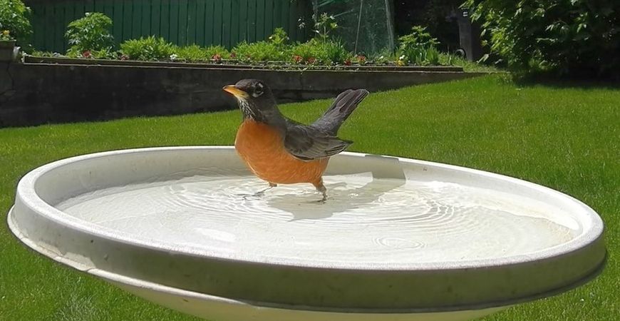 Robin Bird Bath
